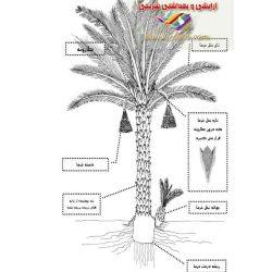 گرده نخل محصول امسال این گیاه معجزه طبیعی برای سلامتی انسانها